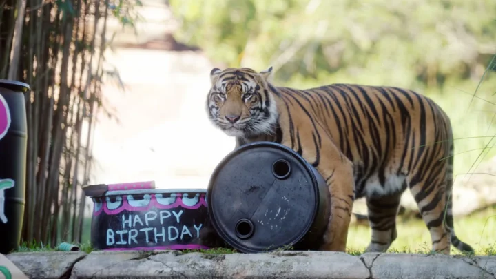 Tigre ao lado de um barril com a mensagem "happy birthday"