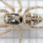 Aranha-saltadora da espécie Salticus scenicus, com corpo listrado de preto e bege, vista de cima sobre uma tela quadriculada (imagem de arquivo de 2018; não é a foto premiada)
