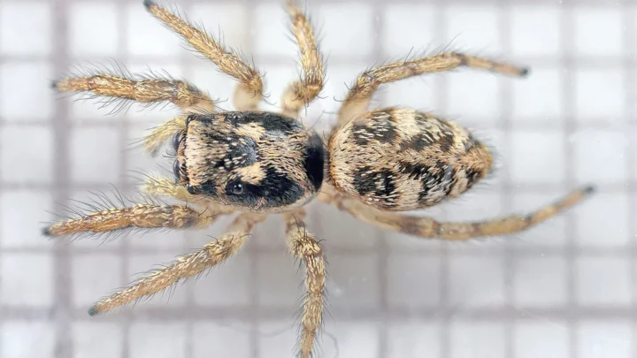 Aranha-saltadora da espécie Salticus scenicus, com corpo listrado de preto e bege, vista de cima sobre uma tela quadriculada (imagem de arquivo de 2018; não é a foto premiada)