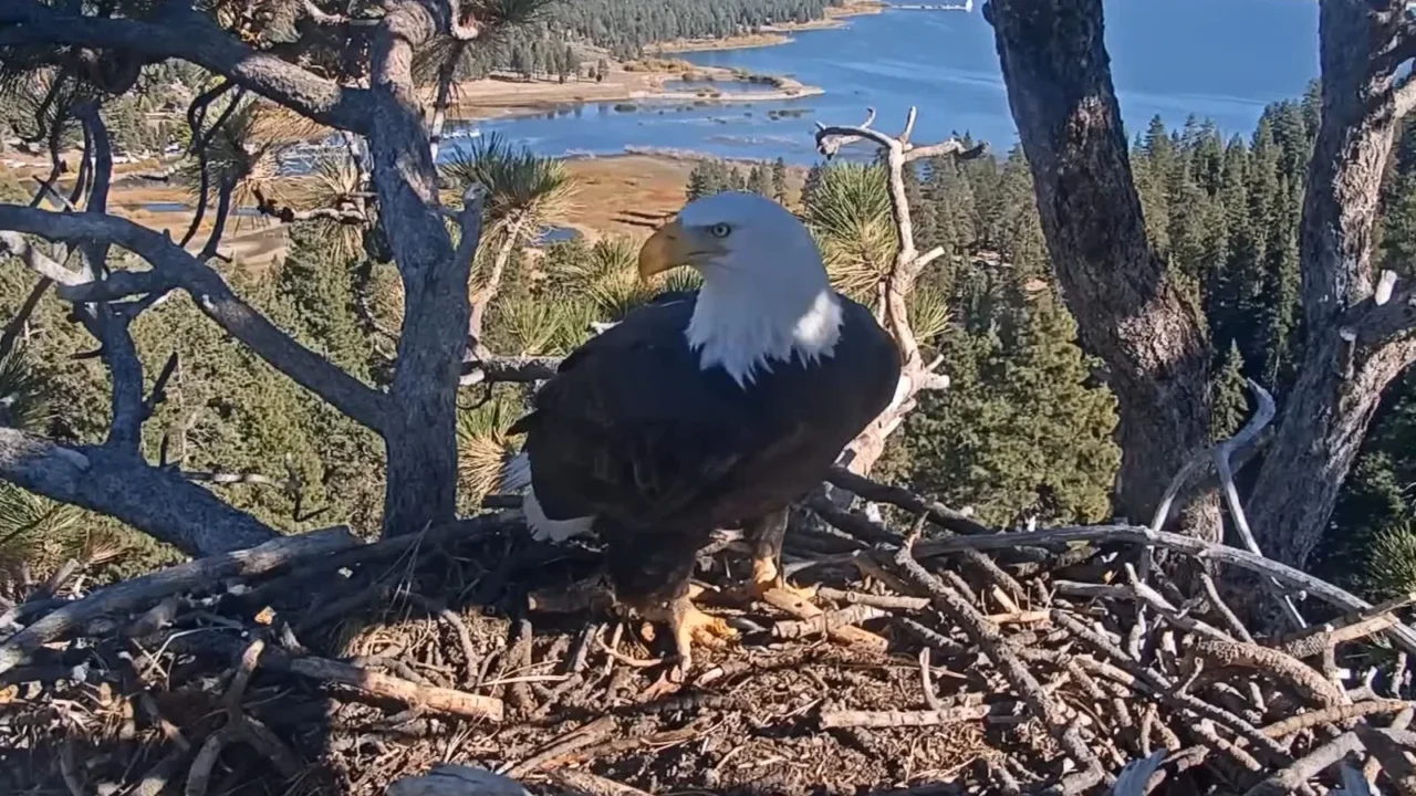 Águia-careca de pé no ninho de Big Bear Valley, com o lago Big Bear ao fundo, em imagem da câmera ao vivo do ninho