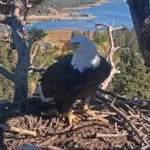 Águia-careca de pé no ninho de Big Bear Valley, com o lago Big Bear ao fundo, em imagem da câmera ao vivo do ninho