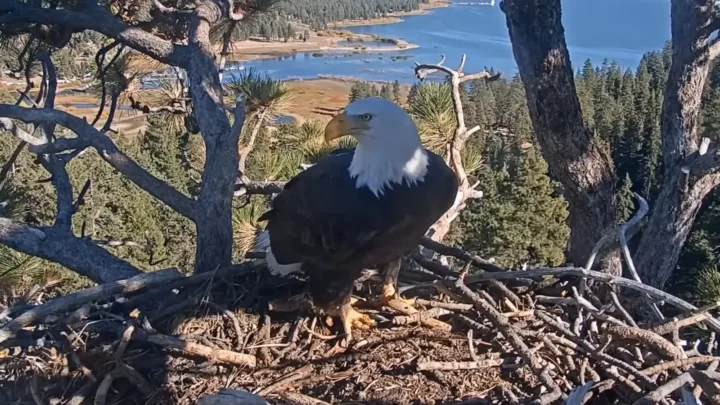 Águia-careca de pé no ninho de Big Bear Valley, com o lago Big Bear ao fundo, em imagem da câmera ao vivo do ninho
