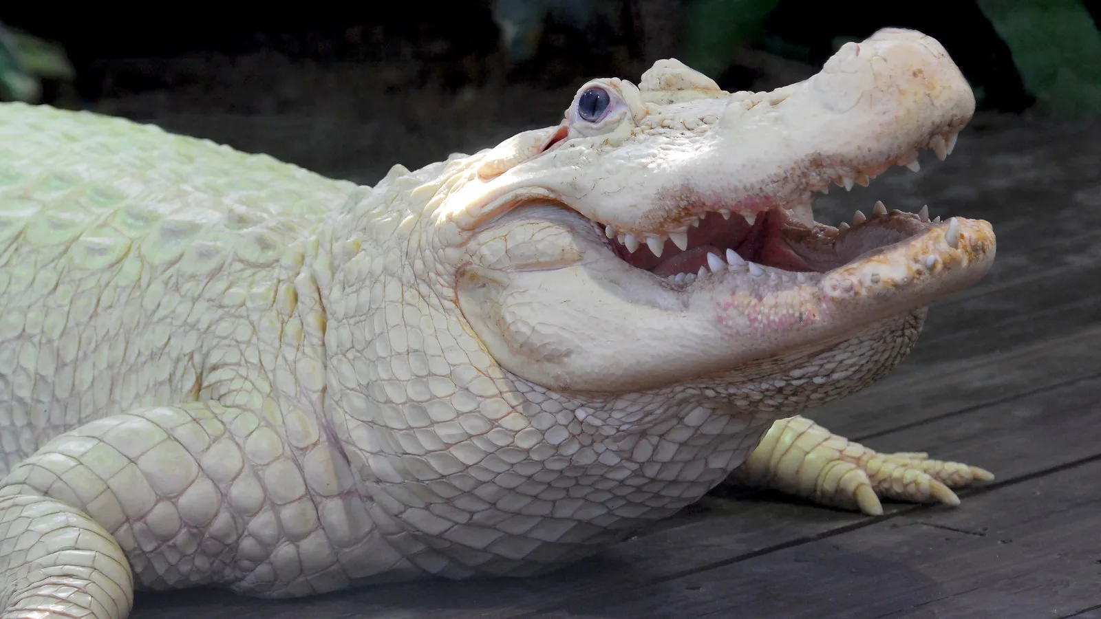 Foto de arquivo de 2009 de um jacaré branco de boca aberta sobre um deck de madeira no Gatorland, descrito na página da imagem como leucístico; não é o Julius