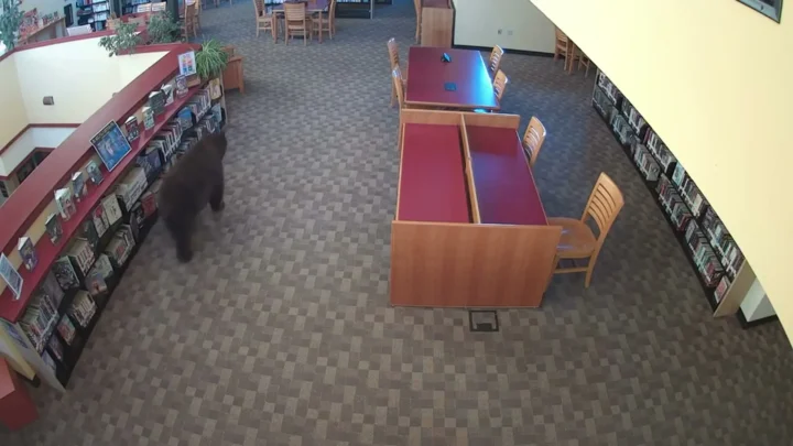 Urso-negro caminha entre as estantes de livros da biblioteca de Mammoth Lakes, vazia, antes do horário de abertura