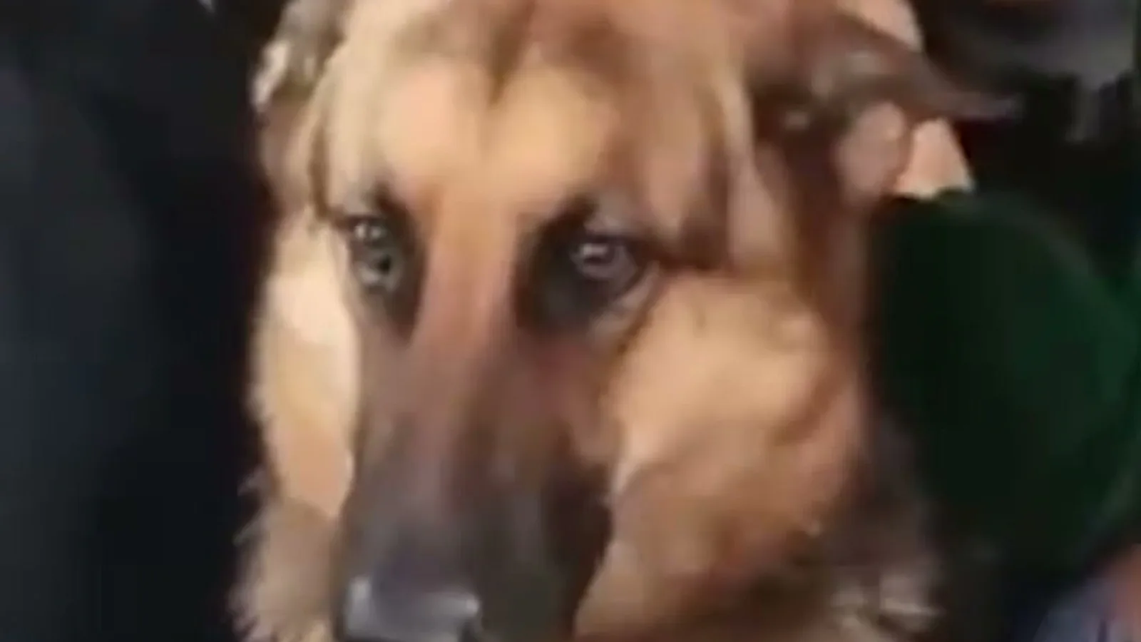 Cachorro pastor-alemão dentro do helicóptero da Guarda Civil, logo depois do resgate