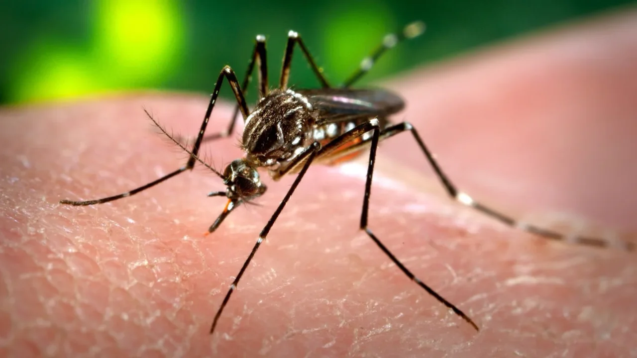 Fêmea do mosquito Aedes aegypti, transmissor da dengue, pousada sobre a pele de uma pessoa (imagem de arquivo)