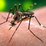 Fêmea do mosquito Aedes aegypti, transmissor da dengue, pousada sobre a pele de uma pessoa (imagem de arquivo)