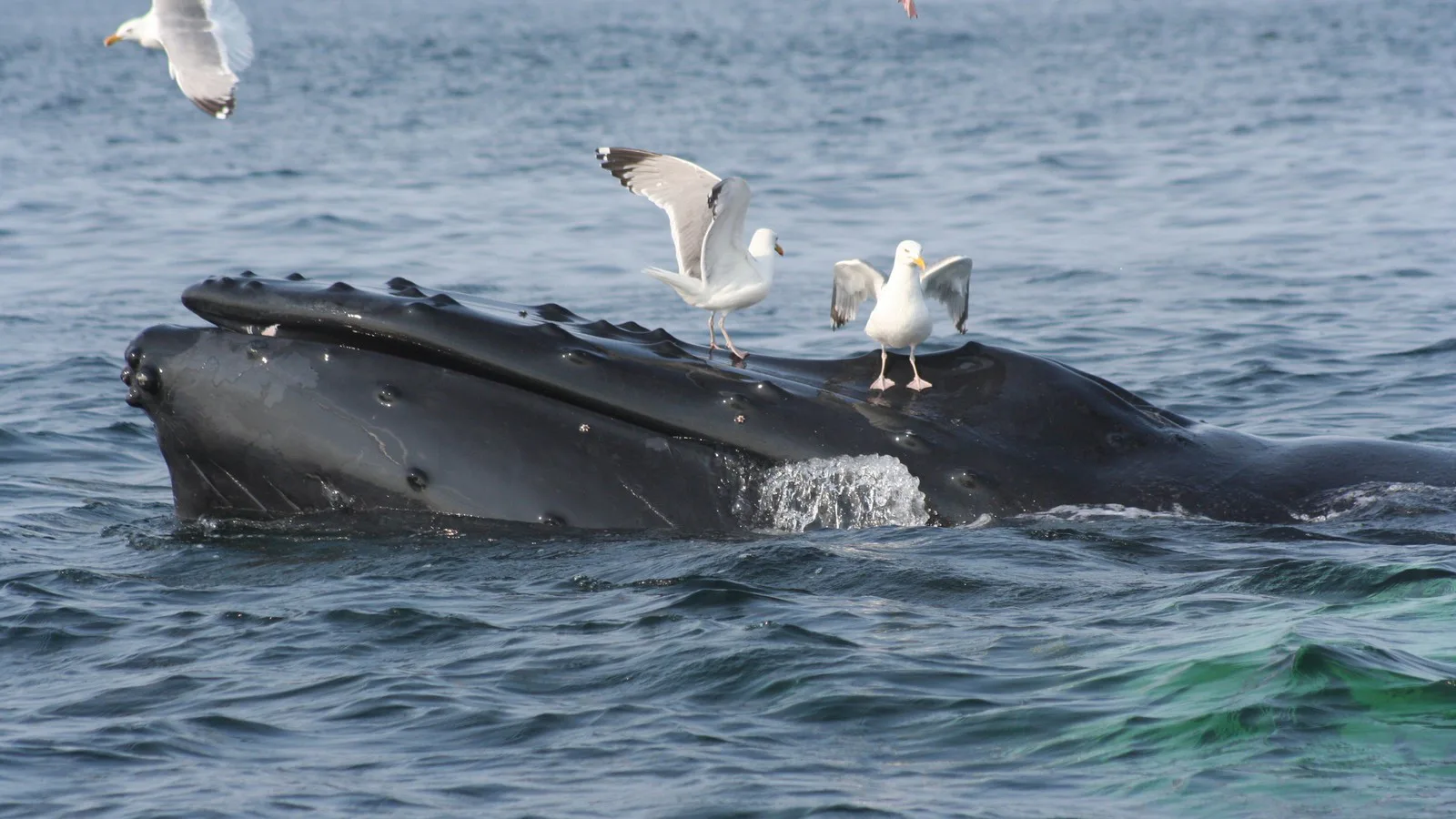 Gaivotas pousadas sobre a cabeça de uma jubarte que se alimenta na superfície do mar (imagem de arquivo)