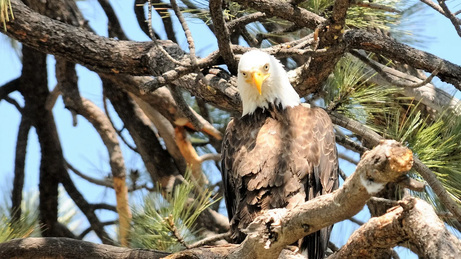 Águia-careca pousada num galho de pinheiro na região do lago Big Bear