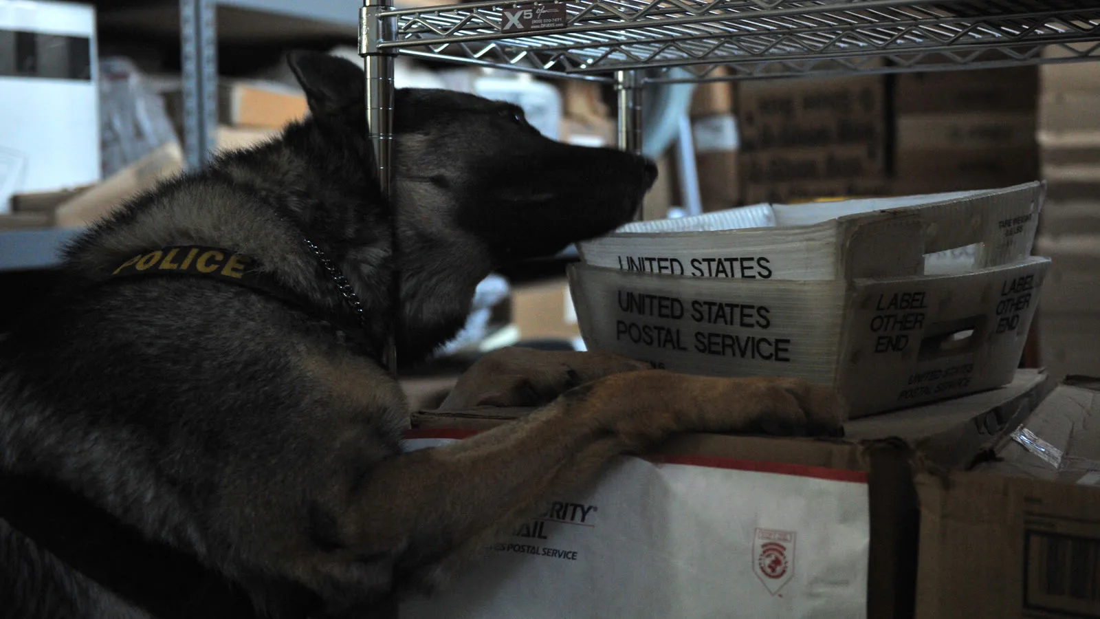 Cão militar da raça pastor-alemão, com colete escrito "Police", fareja caixas do correio americano durante um treino numa base dos EUA em Djibuti