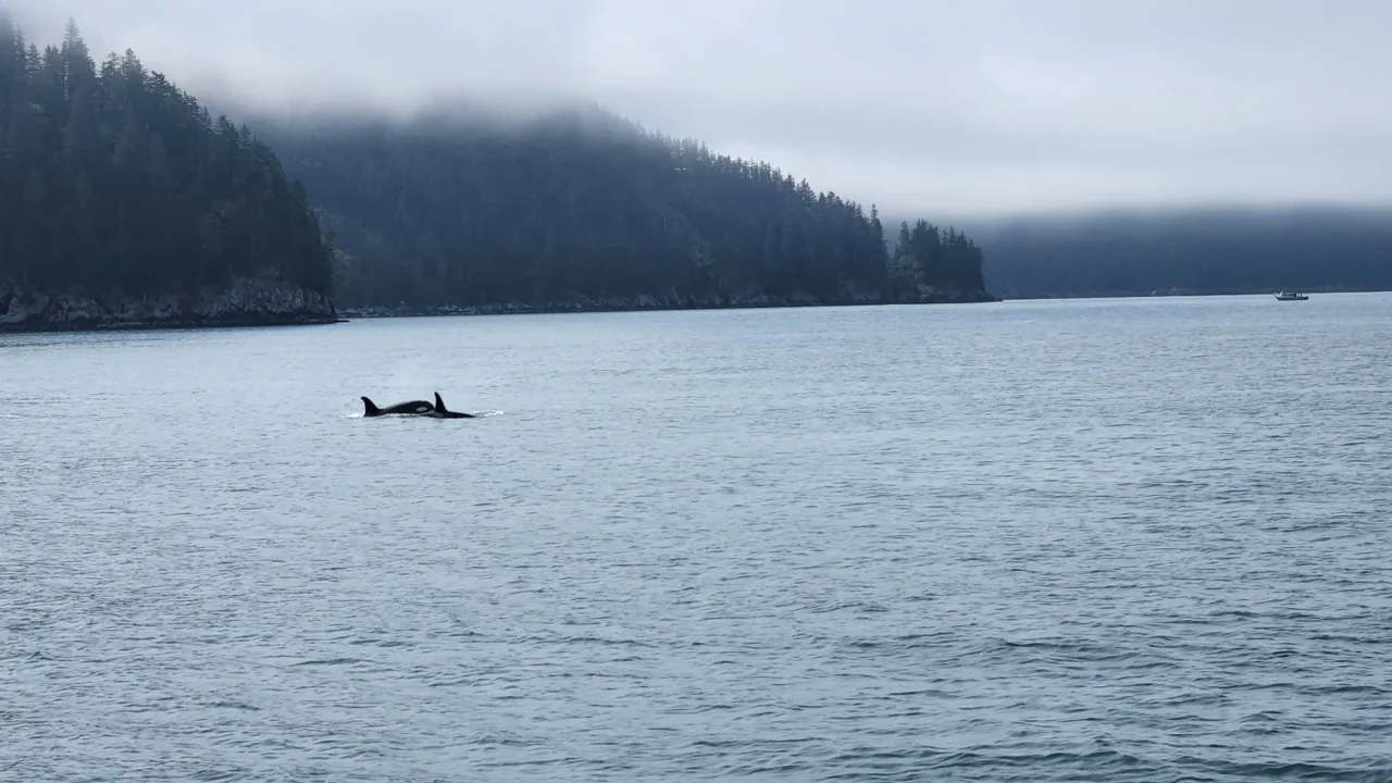 Orca adulta e filhote nadando lado a lado, com as nadadeiras dorsais fora da água, em baía cercada de floresta e neblina no Golfo do Alasca, em 2022 (imagem de arquivo)