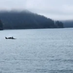 Orca adulta e filhote nadando lado a lado, com as nadadeiras dorsais fora da água, em baía cercada de floresta e neblina no Golfo do Alasca, em 2022 (imagem de arquivo)