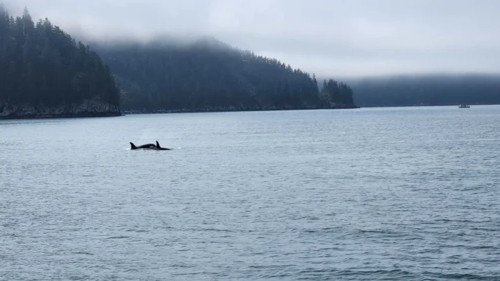 Orca adulta e filhote nadando lado a lado, com as nadadeiras dorsais fora da água, em baía cercada de floresta e neblina no Golfo do Alasca, em 2022 (imagem de arquivo)