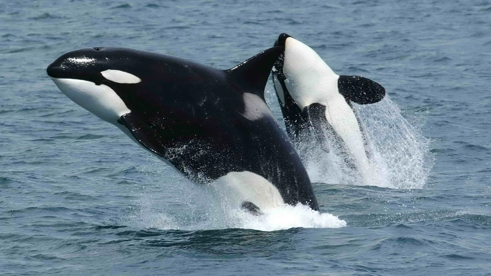 Duas orcas saltando para fora da água ao mesmo tempo, perto da Ilha Unimak, no Alasca (imagem de arquivo)