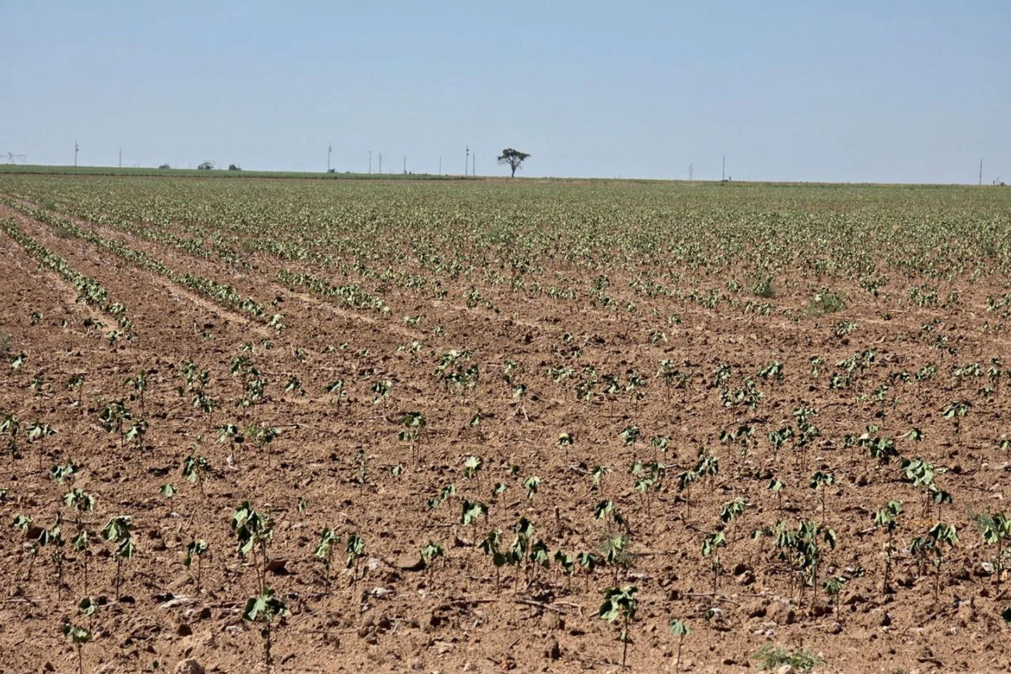 Fileiras de algodão fino e murcho fotografadas em um dos campos de Cotter-Vardeman em Slaton, Texas, parecem estressadas e perto da morte em 14 de agosto de 2026.