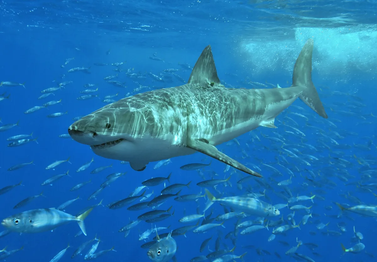 Tubarão-branco adulto nada em meio a um cardume perto da Ilha Guadalupe, no Pacífico mexicano, em 2006 (imagem ilustrativa; animal maior que os do estudo)