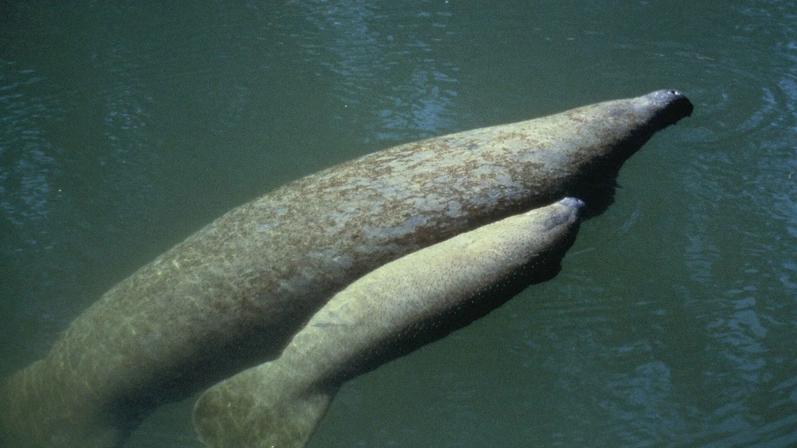 Fêmea de peixe-boi e filhote nadam lado a lado (imagem de arquivo; não são Venti e Calfuccino)