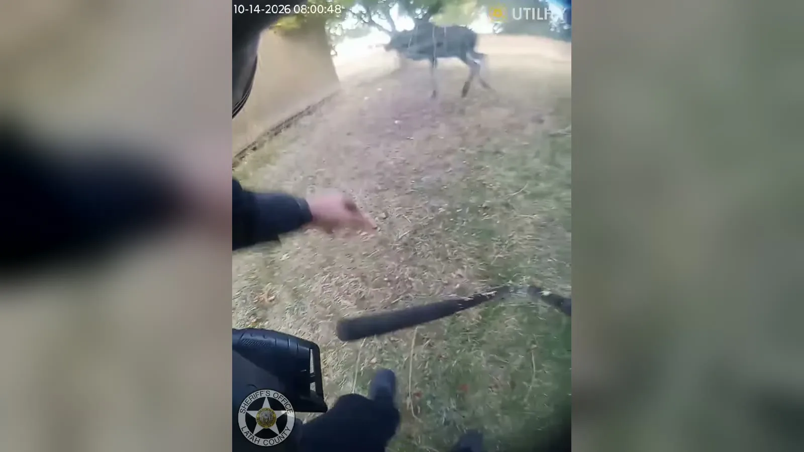 Depois dos cortes, o alce sai correndo, em imagem da câmera corporal do policial