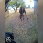 Alce jovem de pé, enroscado numa tela de arame, em imagem da câmera corporal do policial do condado de Latah, em Idaho, em 14 de outubro de 2026