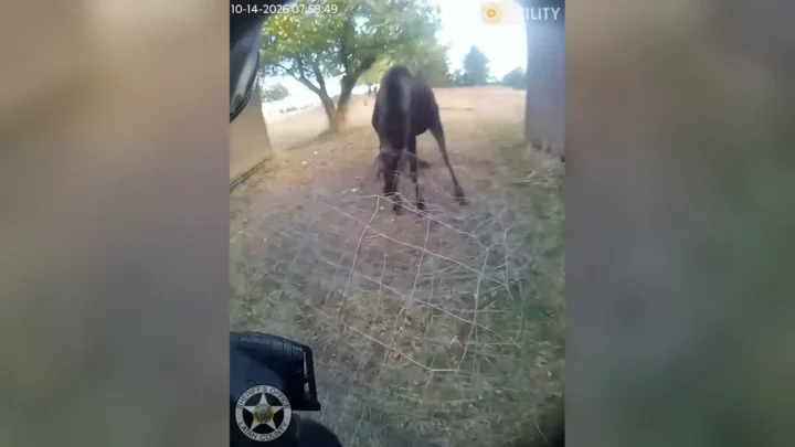 Alce jovem de pé, enroscado numa tela de arame, em imagem da câmera corporal do policial do condado de Latah, em Idaho, em 14 de outubro de 2026