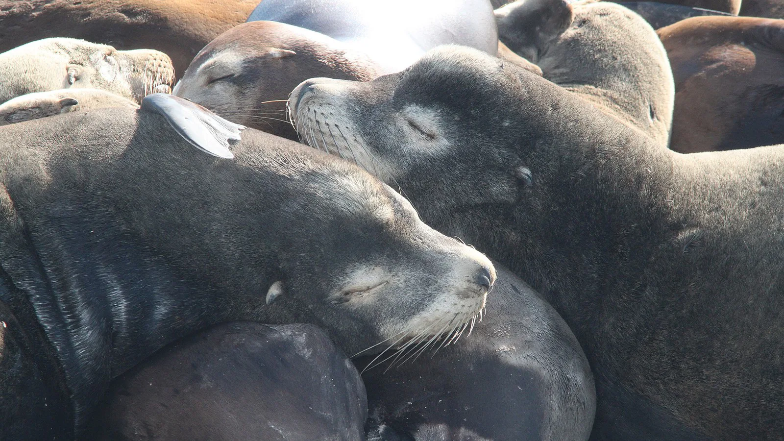 Leões-marinhos-da-califórnia dormindo amontoados em Moss Landing, em foto de arquivo de 2011