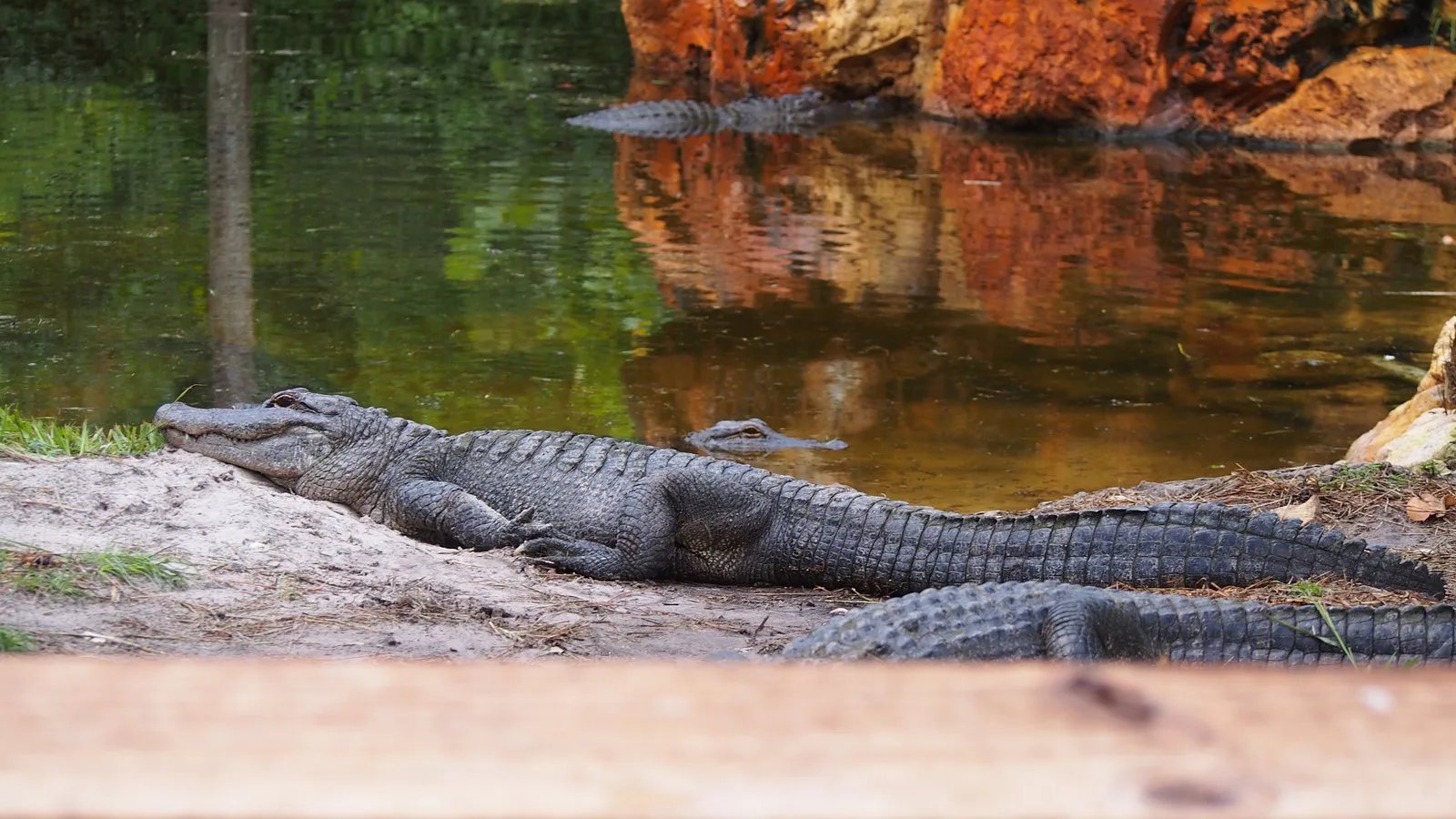 Foto de arquivo de 2018 de jacarés-americanos na margem arenosa de um lago do Gatorland, em Orlando