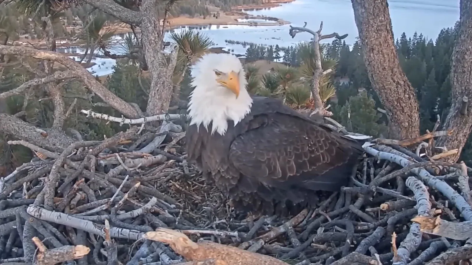 Águia-careca deitada no ninho de galhos em Big Bear Valley, com neve na margem do lago ao fundo