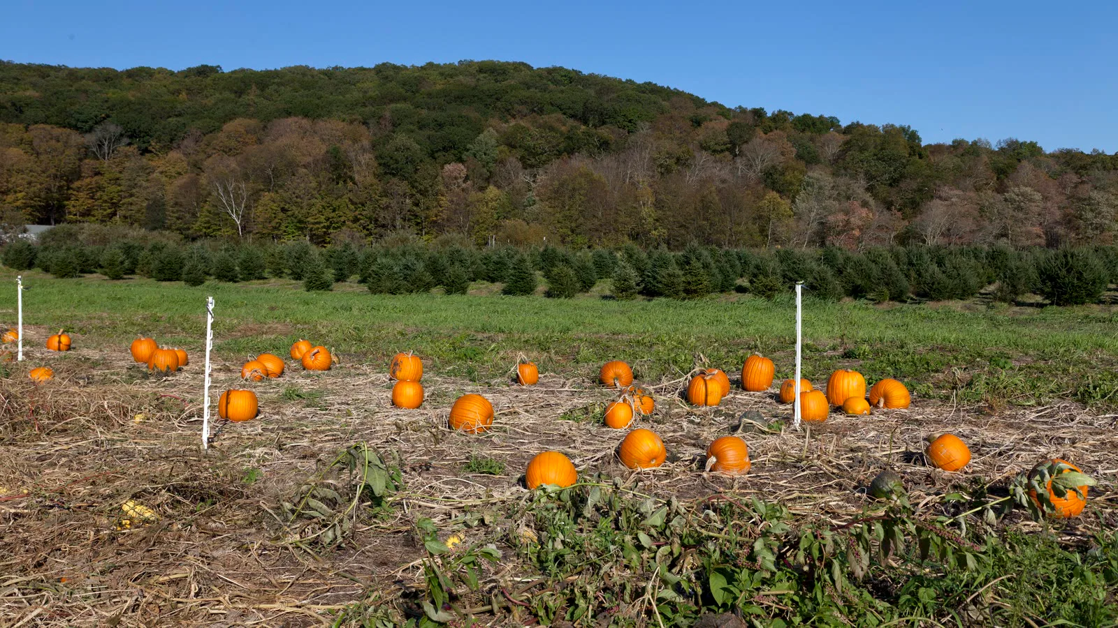 Abóboras espalhadas por uma plantação no outono, com morros cobertos de árvores ao fundo, perto de Litchfield, em Connecticut