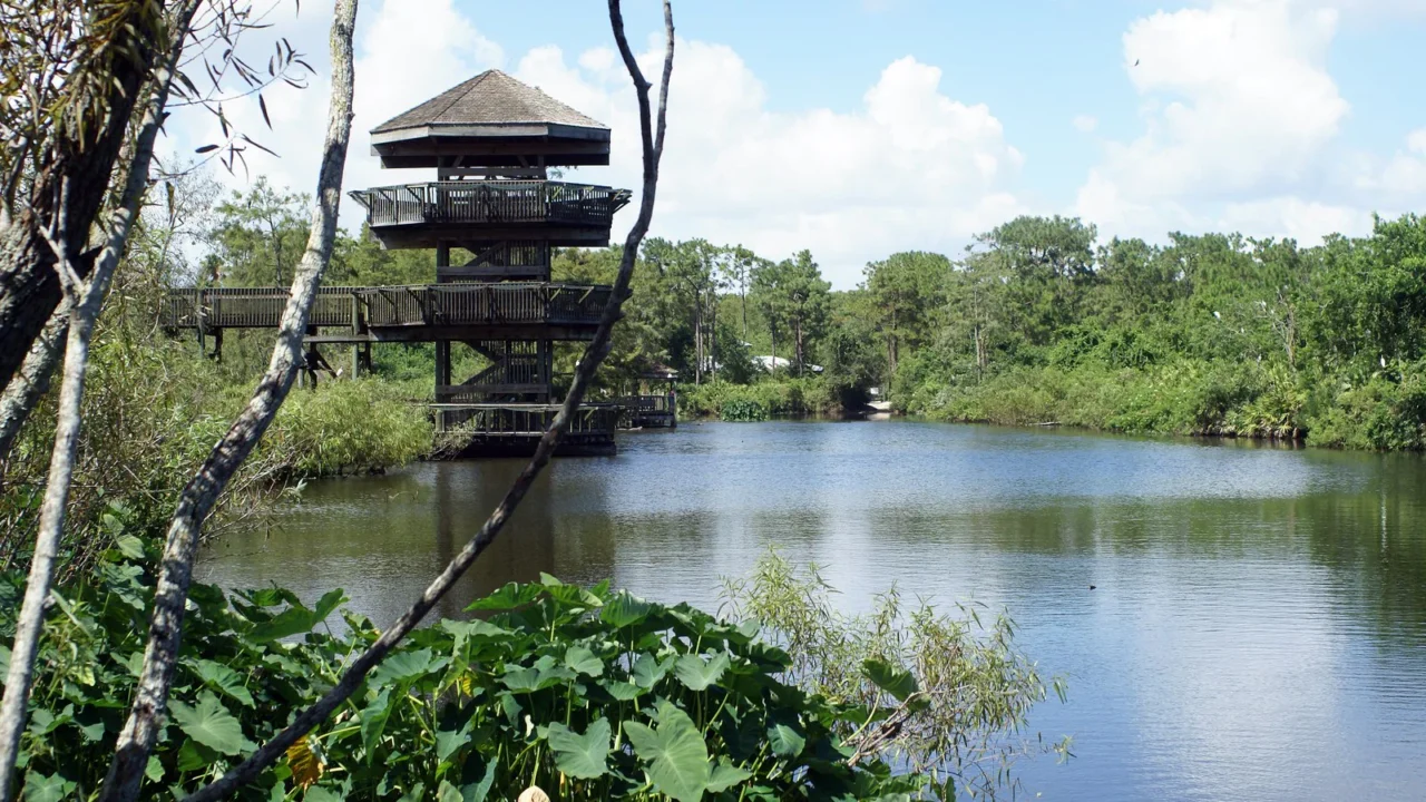 Foto de arquivo de 2008 do pântano de reprodução (breeding marsh) do Gatorland, em Orlando, com torre de observação de madeira à margem da água e vegetação; a foto não mostra o Julius