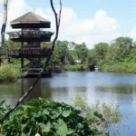 Foto de arquivo de 2008 do pântano de reprodução (breeding marsh) do Gatorland, em Orlando, com torre de observação de madeira à margem da água e vegetação; a foto não mostra o Julius