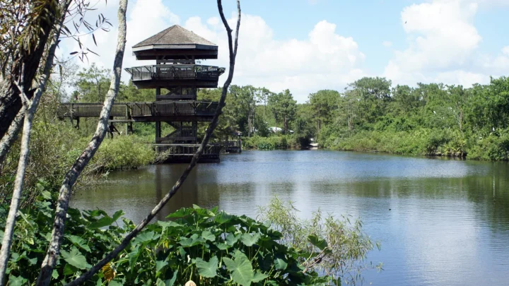 Foto de arquivo de 2008 do pântano de reprodução (breeding marsh) do Gatorland, em Orlando, com torre de observação de madeira à margem da água e vegetação; a foto não mostra o Julius