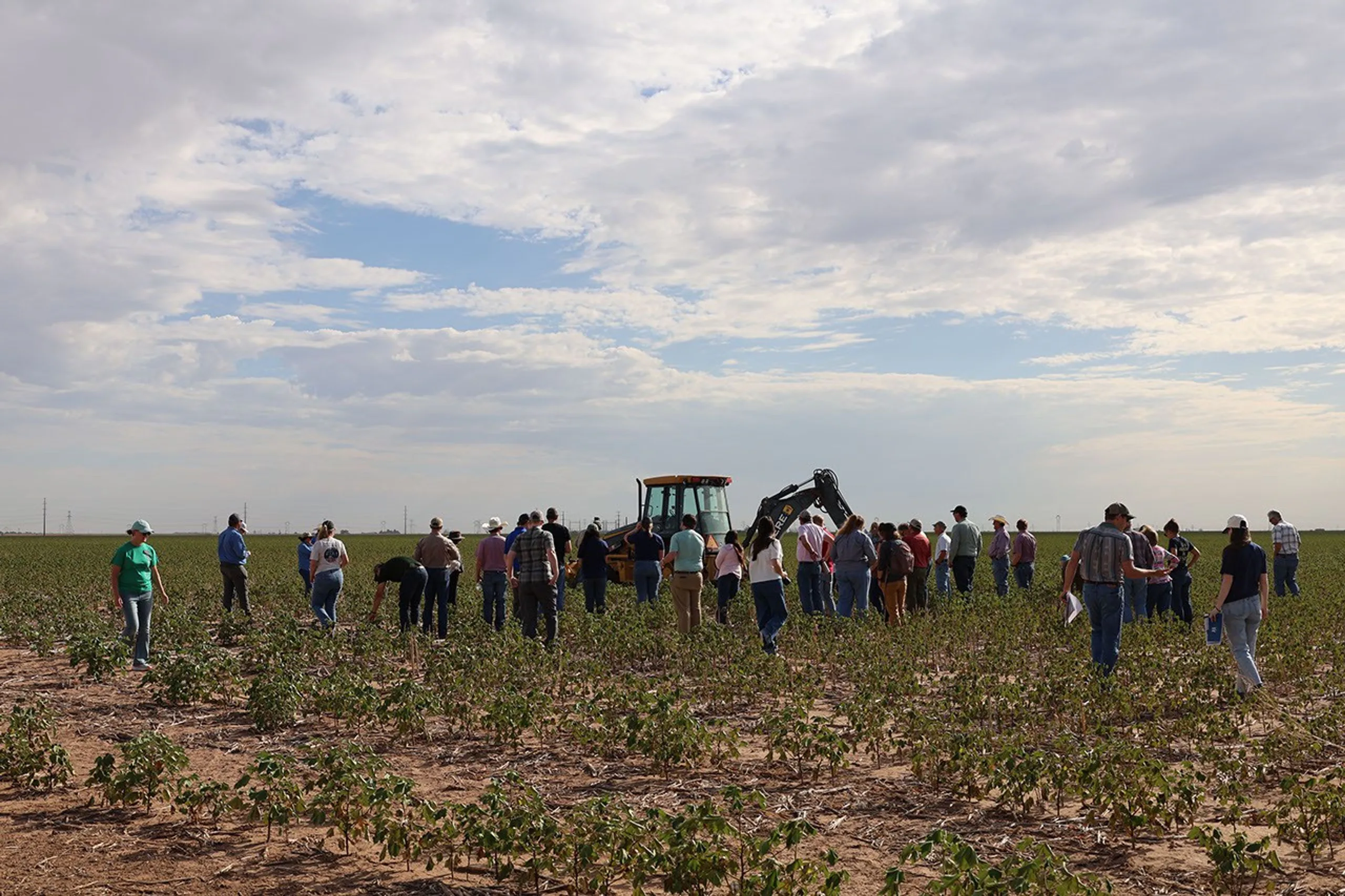 Agricultores e cientistas da NASA inspecionam algodão murcho em Kress, Texas, durante uma turnê de escuta da NASA Acres em 25 de agosto de 2026.