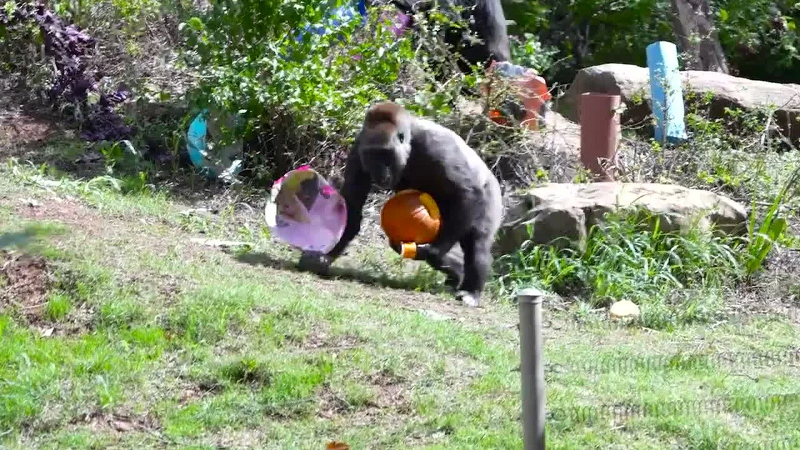 Gorila carrega uma abóbora no recinto do zoológico de Oklahoma City