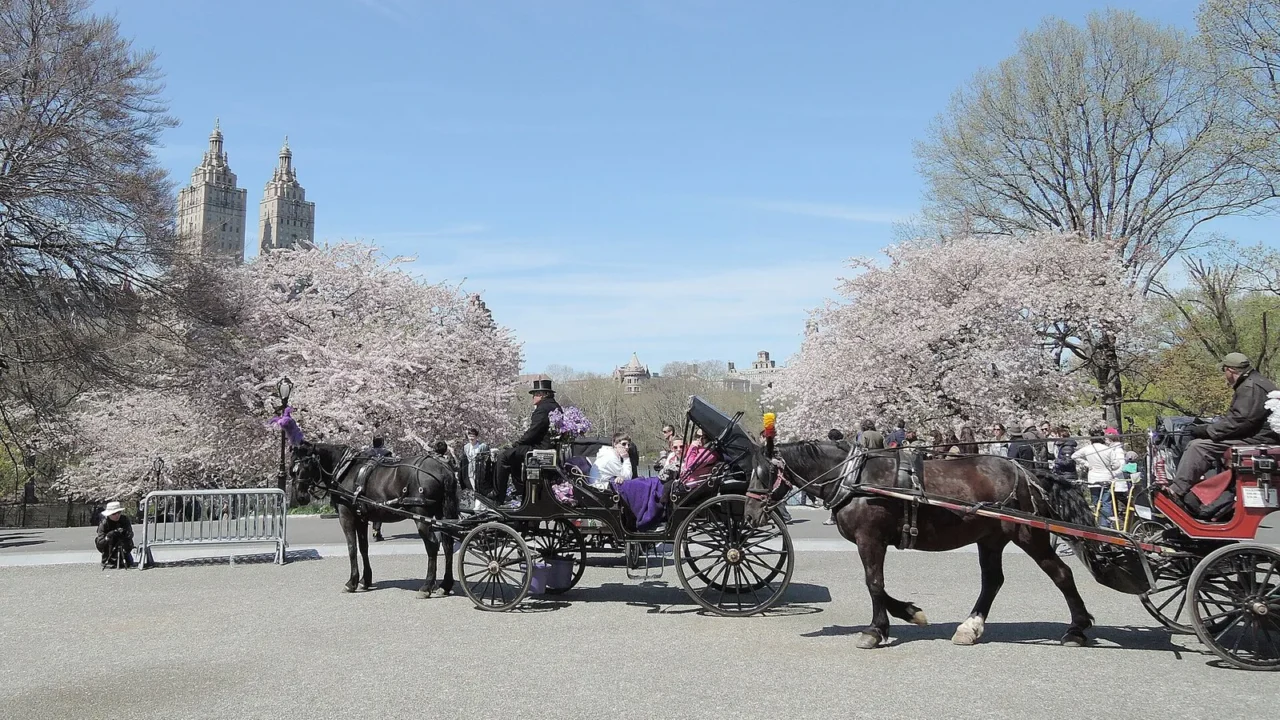 Charretes puxadas por cavalos param em uma curva do Central Park, perto do lago, entre cerejeiras floridas, com prédios do Upper West Side ao fundo