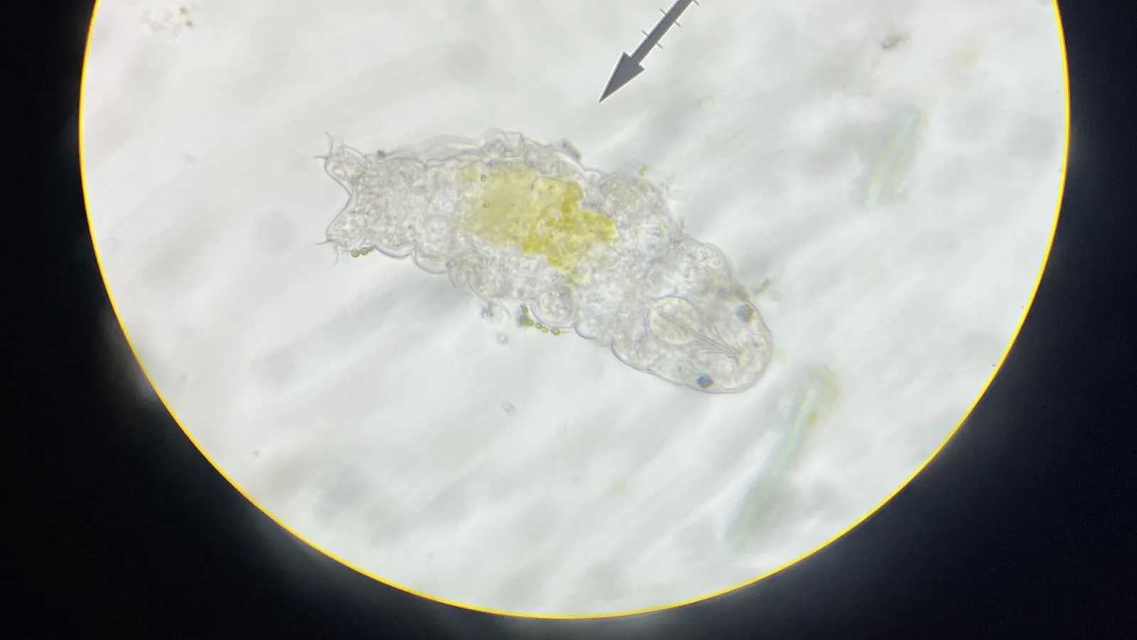 Tardígrado, animal microscópico de corpo transparente, visto no círculo iluminado de um microscópio óptico, com o ponteiro da ocular indicando o bicho (imagem de arquivo de 2022; não é a foto premiada)