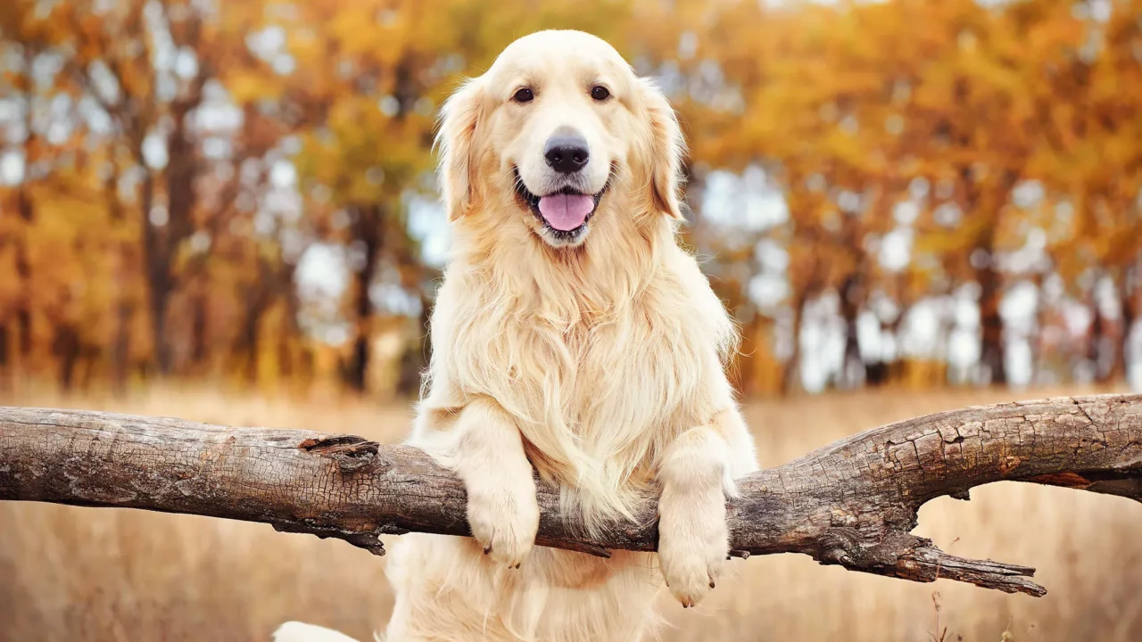 Cachorro de pelagem clara apoia as patas dianteiras em um tronco caído, com árvores de folhagem amarelada ao fundo
