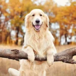 Cachorro de pelagem clara apoia as patas dianteiras em um tronco caído, com árvores de folhagem amarelada ao fundo