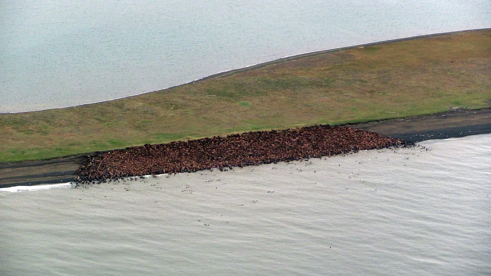 Grande grupo de morsas numa faixa de praia perto de Point Lay, no Alasca, em agosto de 2010 (imagem de arquivo)