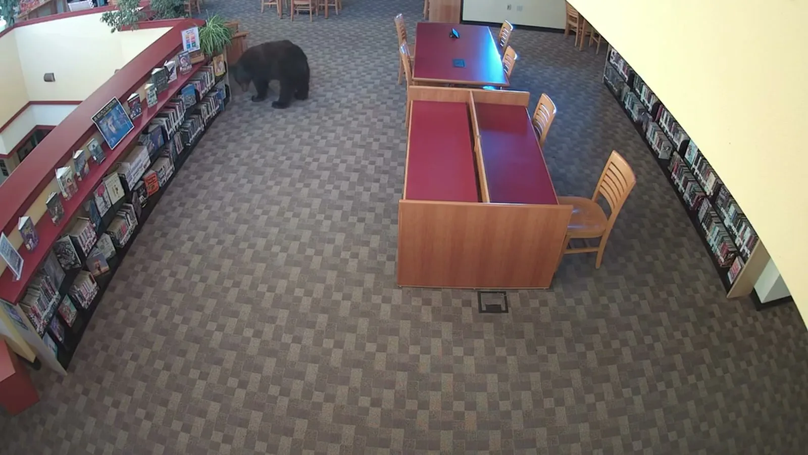 Urso-negro no fundo do salão da biblioteca, junto às prateleiras, antes de sair sozinho