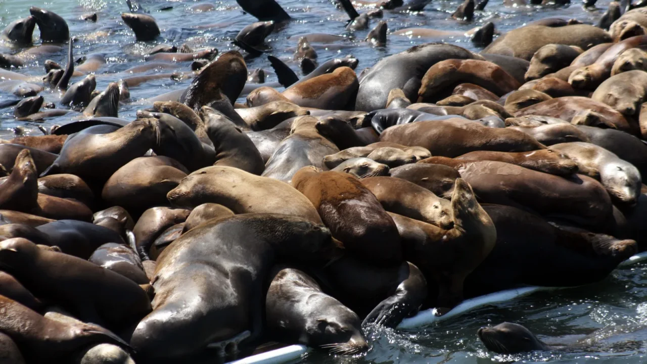 Dezenas de leões-marinhos-da-califórnia amontoados na água e sobre uma plataforma em Moss Landing, na Califórnia, em foto de arquivo de 2008