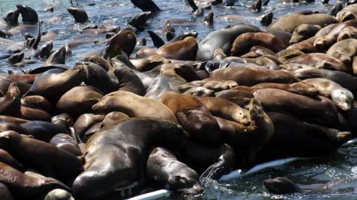 Dezenas de leões-marinhos-da-califórnia amontoados na água e sobre uma plataforma em Moss Landing, na Califórnia, em foto de arquivo de 2008