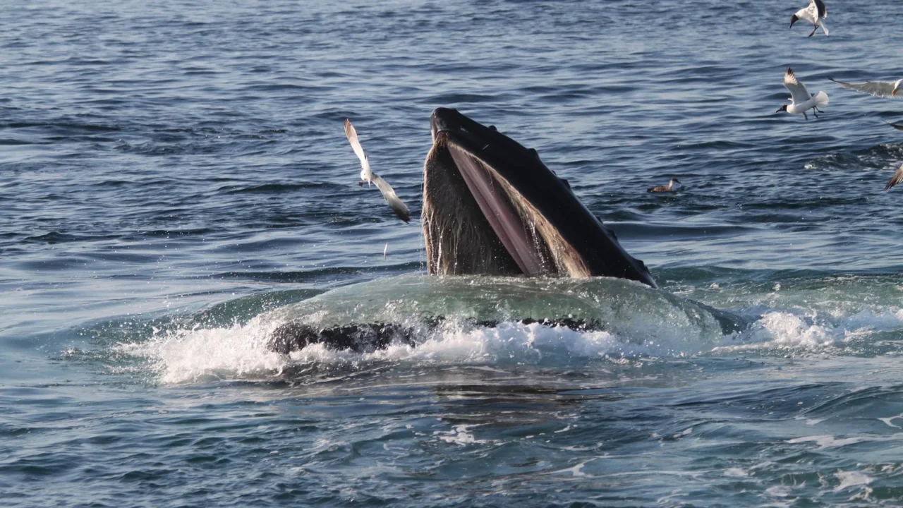 Baleia jubarte sobe à superfície de boca aberta para engolir peixes, cercada de gaivotas, no Santuário Marinho Nacional de Stellwagen Bank, em Massachusetts (imagem de arquivo)