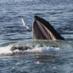 Baleia jubarte sobe à superfície de boca aberta para engolir peixes, cercada de gaivotas, no Santuário Marinho Nacional de Stellwagen Bank, em Massachusetts (imagem de arquivo)