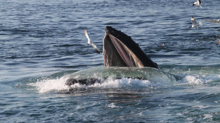 Baleia jubarte sobe à superfície de boca aberta para engolir peixes, cercada de gaivotas, no Santuário Marinho Nacional de Stellwagen Bank, em Massachusetts (imagem de arquivo)