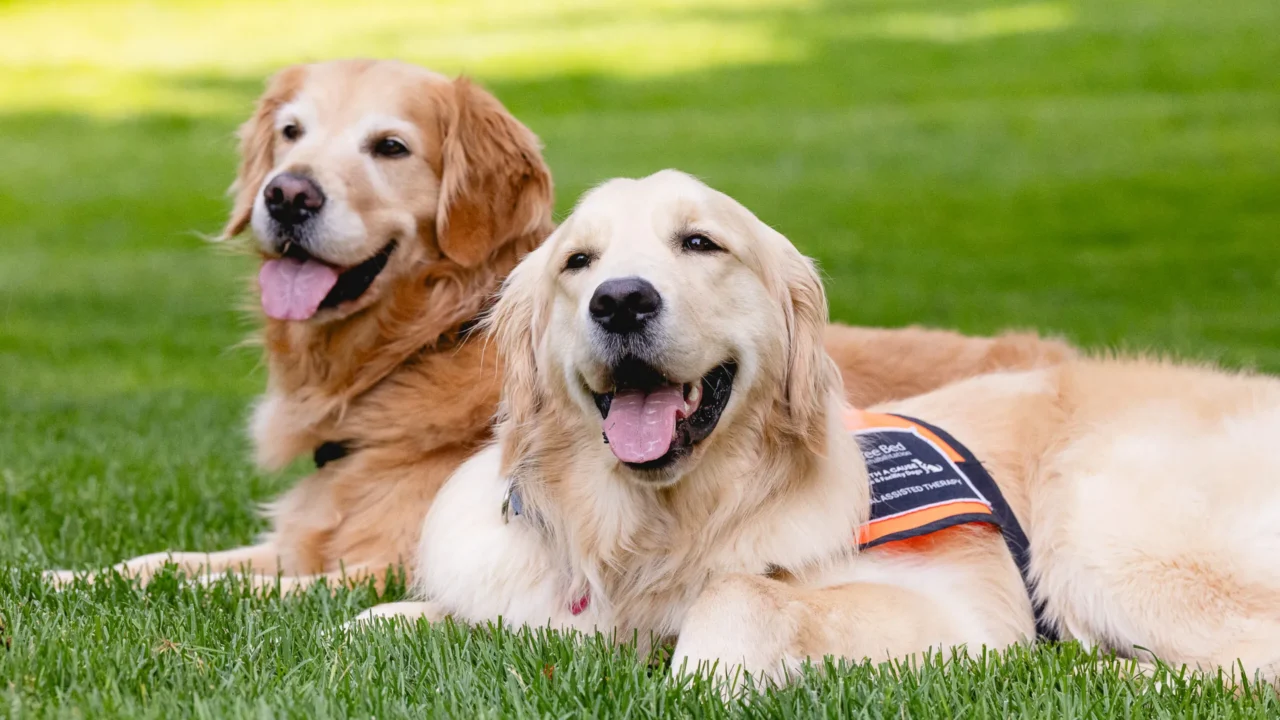 Dois cães golden retriever deitados na grama, um deles com colete preto e laranja de cão de terapia assistida