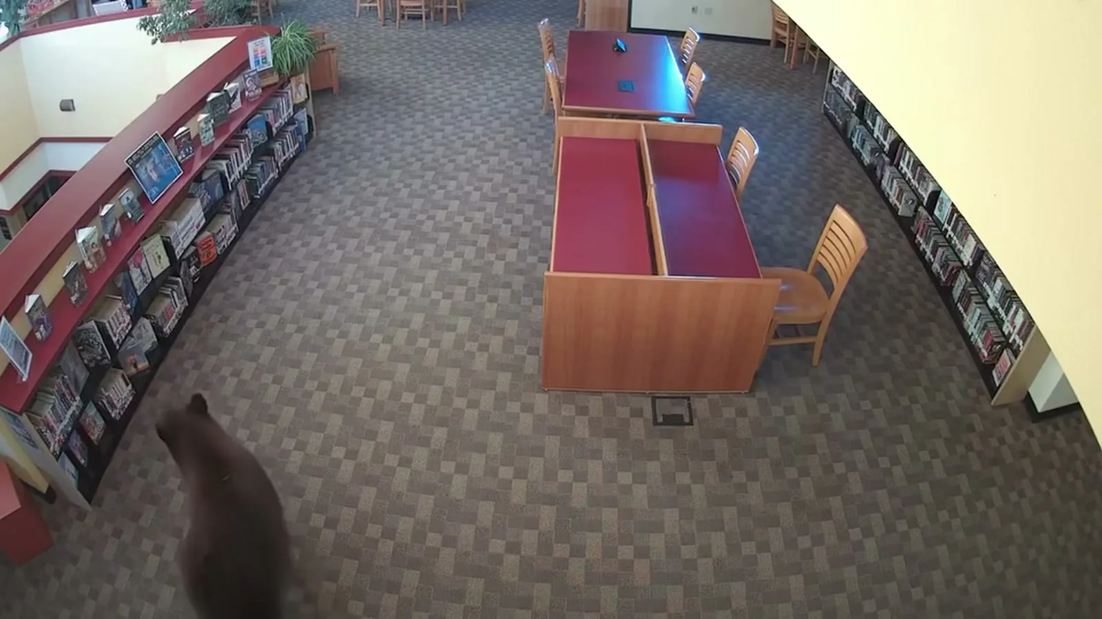 Urso-negro entra no salão da biblioteca, visto de cima pela câmera de segurança, perto das estantes e das mesas de leitura