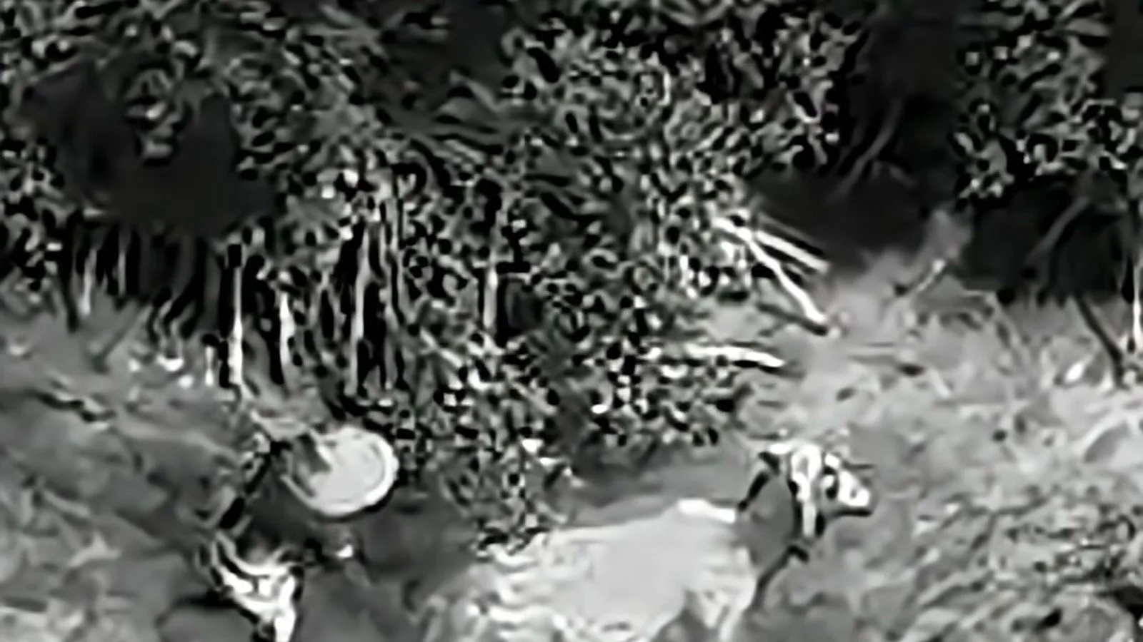 Imagem térmica do drone do xerife mostra a vaca deitada na lama, entre o mangue e a margem do canal, com um policial ao lado