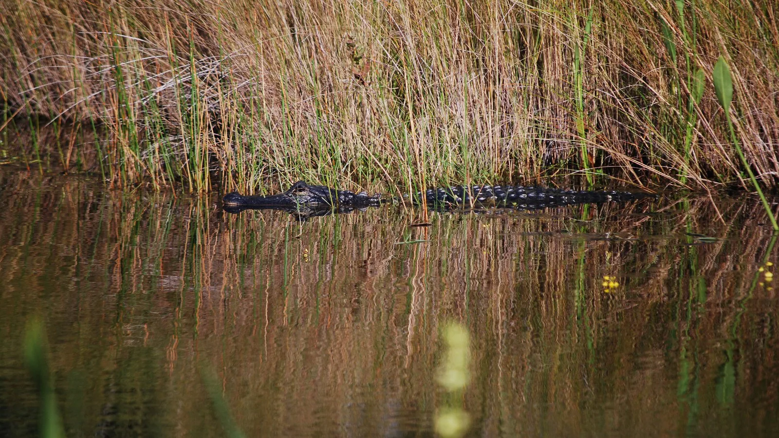 Jacaré parcialmente submerso junto à vegetação da margem de um lago (imagem de arquivo)