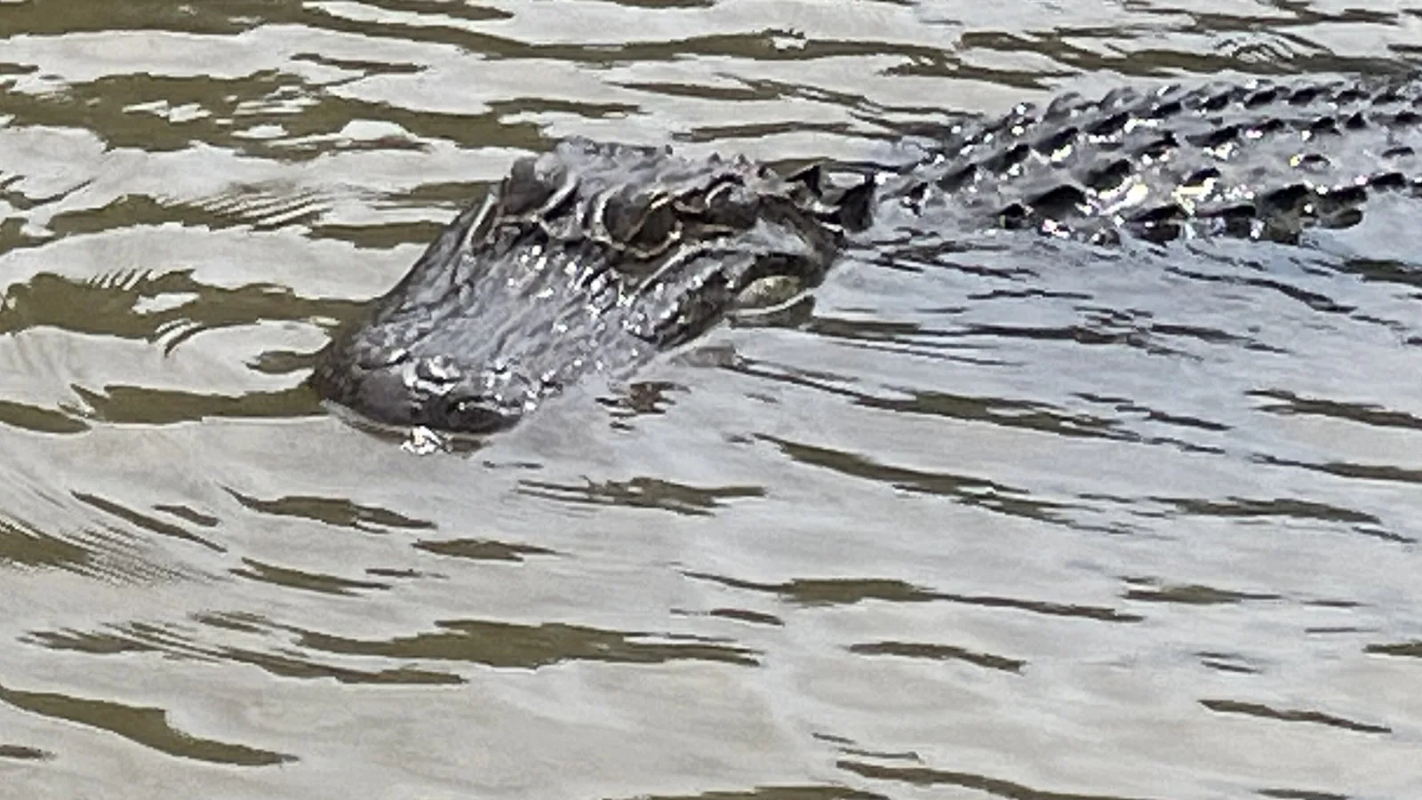 Jacaré nadando com a cabeça e o dorso fora da água, durante um passeio no pântano Honey Island, na Louisiana, em foto de arquivo de 2023
