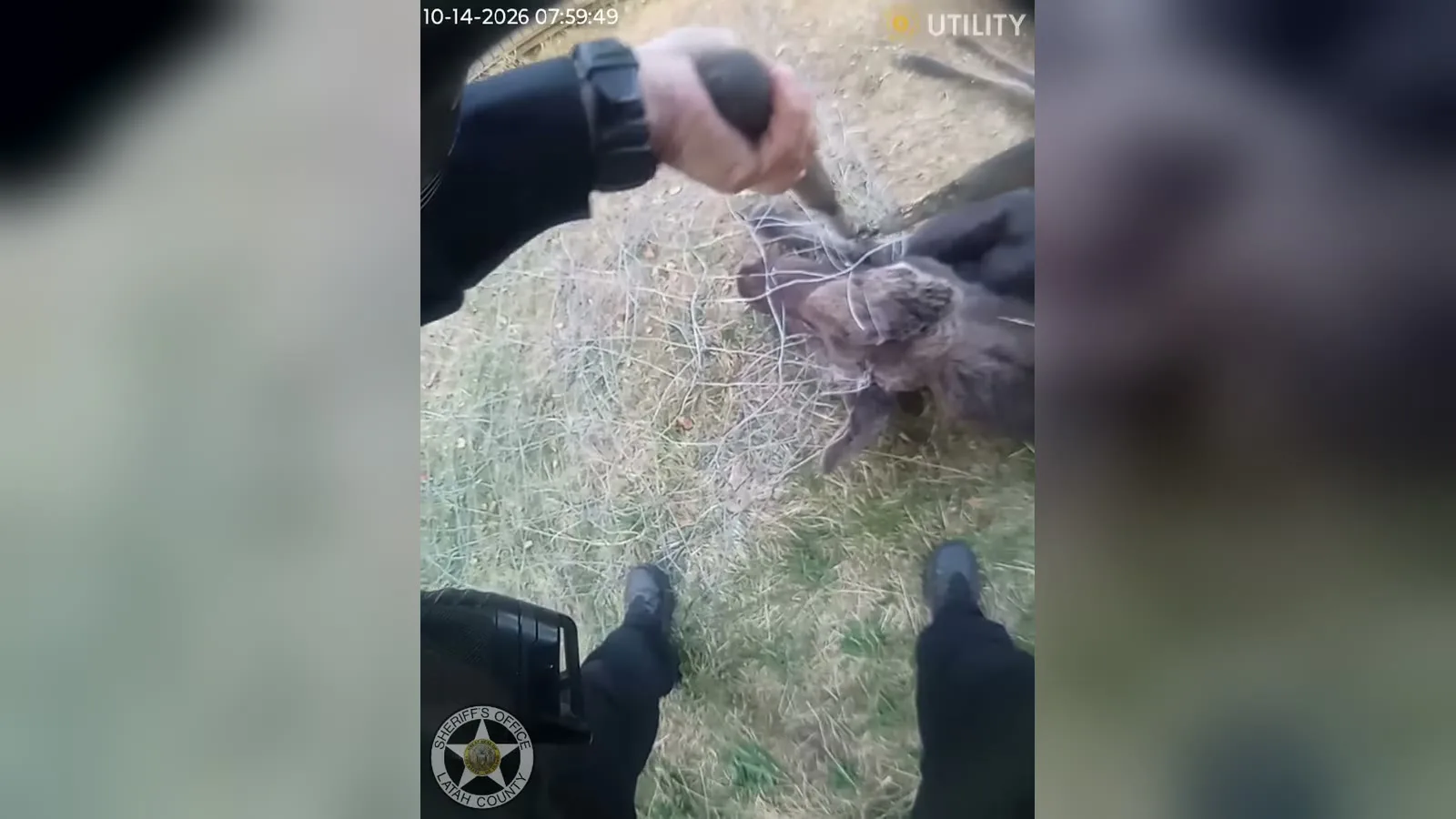 Policial usa uma ferramenta de corte para soltar o arame enroscado no alce, deitado na grama